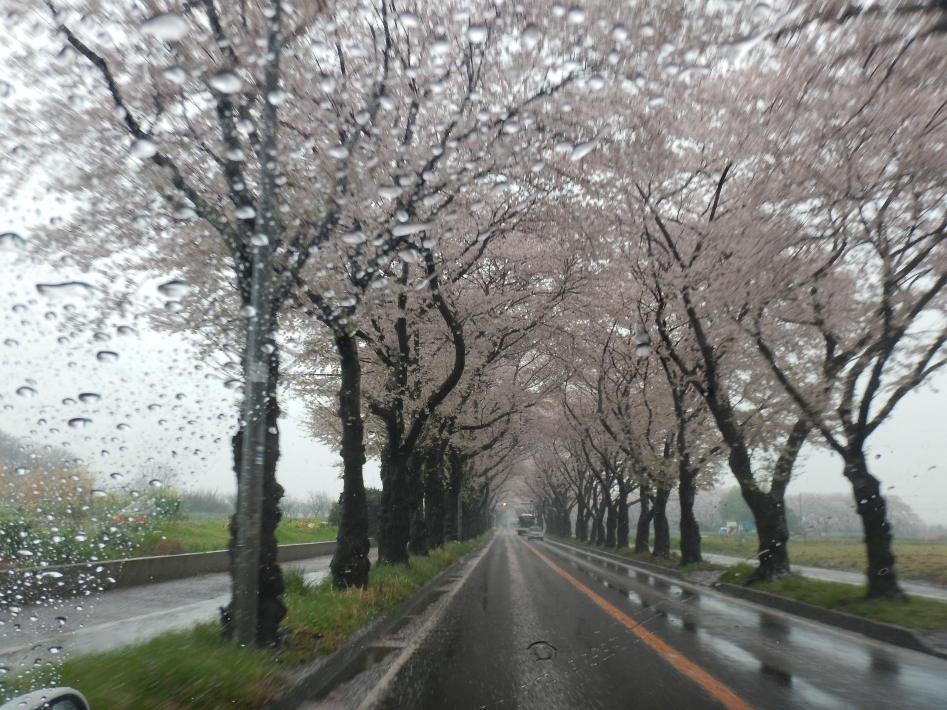 雨桜