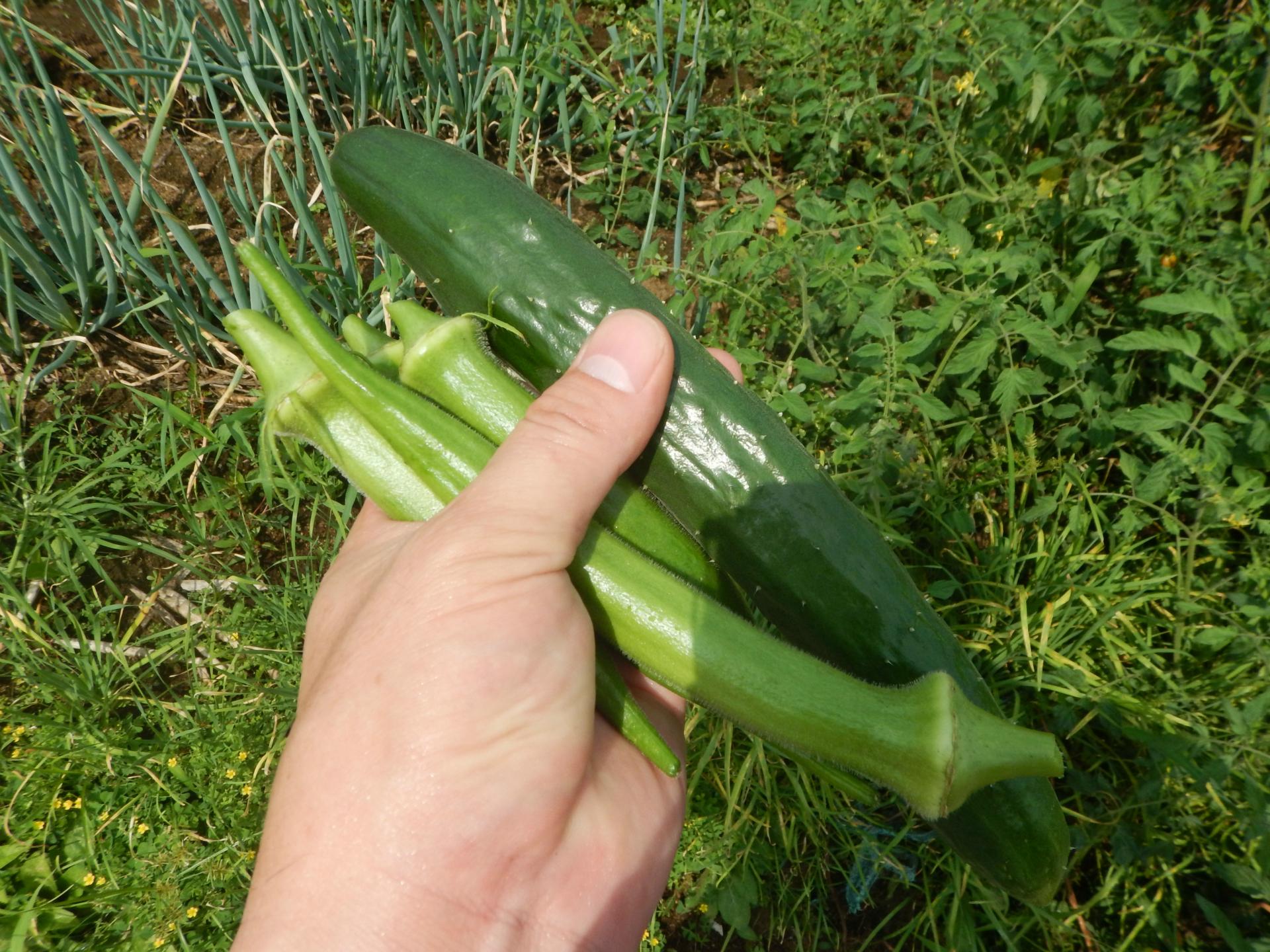 実家で作った自慢の野菜　美味しいんだよ。