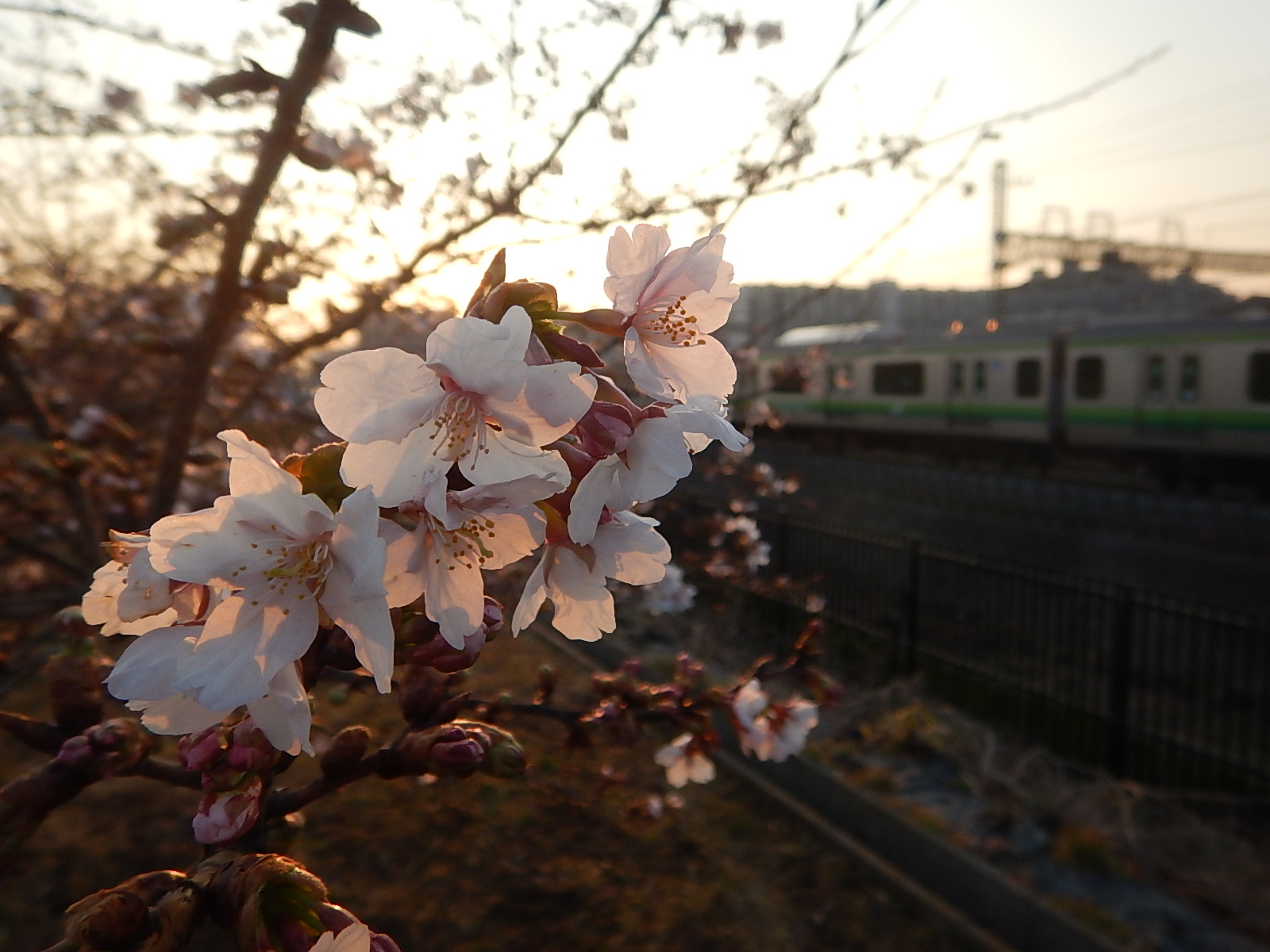 玉縄桜が咲き始めていたよ！！