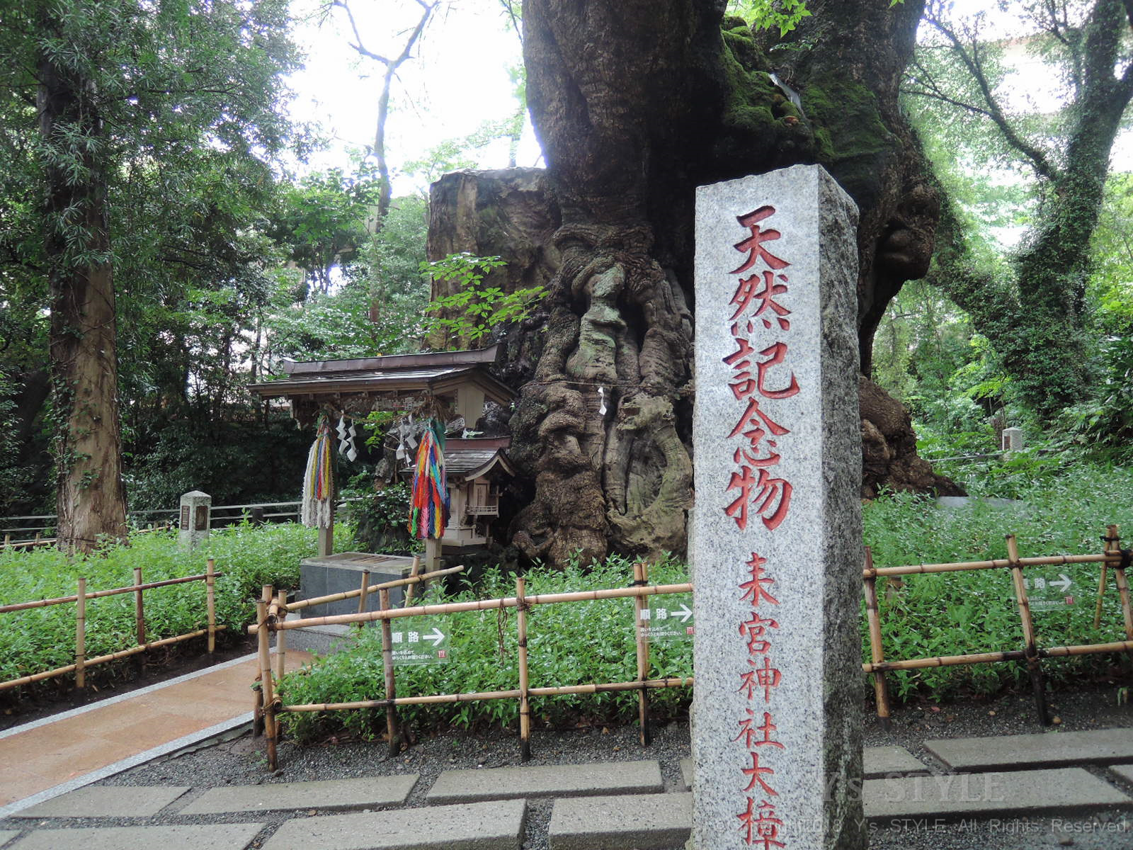 国内屈指のパワースポット　來宮神社で癒された～