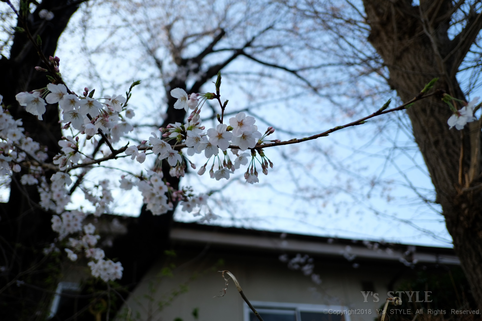 横浜　大池公園に花見に行ってきました。